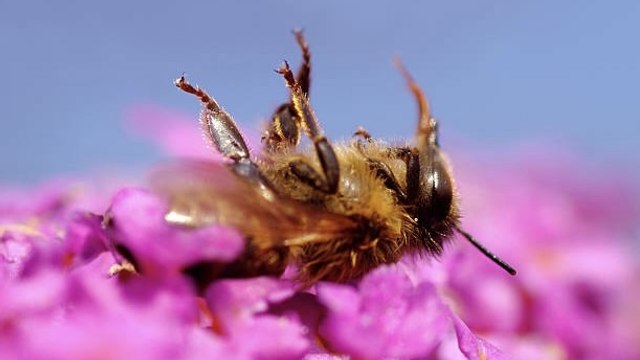 Las Abejas Mueren A Un Ritmo Devastador