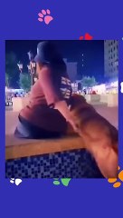 Try not to laugh Funny animals‖ #shorts  #funnyvideos