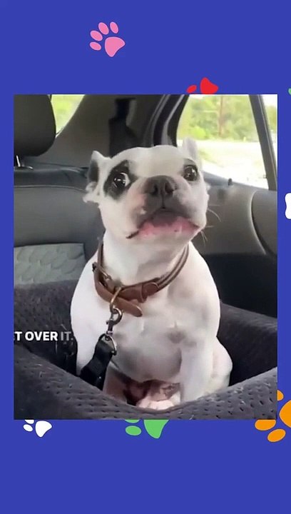 Try not to laugh Funny animals‖ #shorts  #funnyvideos_2