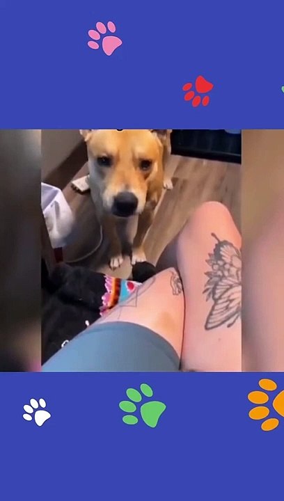 Try not to laugh Funny animals‖ #shorts  #funnyvideos_4
