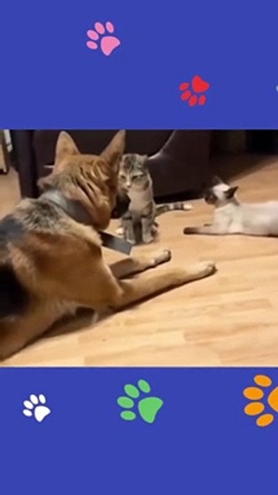 Try not to laugh Funny animals‖ #shorts  #funnyvideos_5