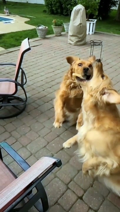 Try not to laugh Funny animals‖ #shorts ‖ Fun Store