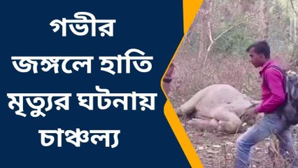রাজগঞ্জের সরস্বতী পুরের গভীর জঙ্গলে হাতি মৃত্যুর ঘটনায় চাঞ্চল্য ওই