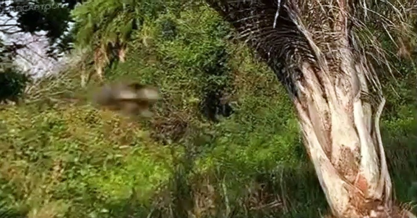 Prehistoric Park Prehistoric Park E003 Dinobirds