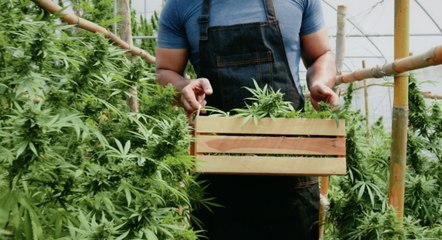 Pros and Cons of Weed 11 Possible Effects on Your Health