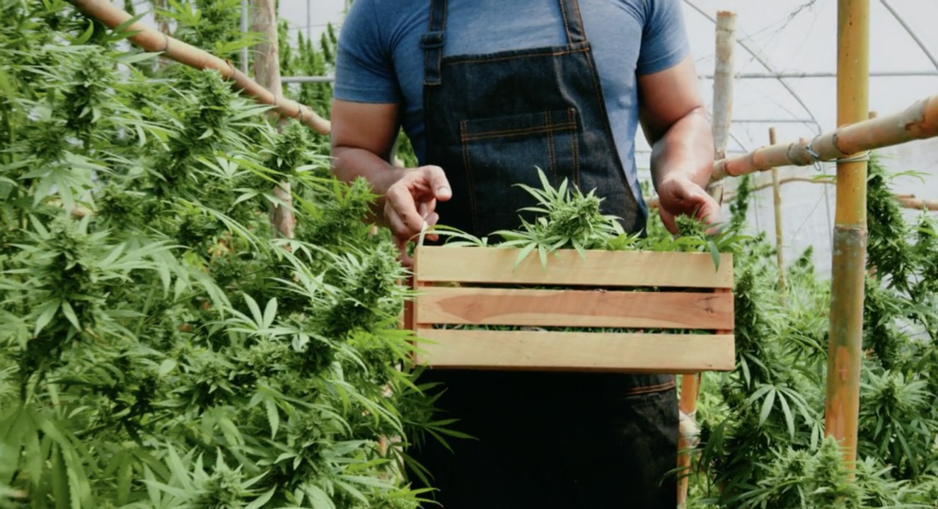 Pros and Cons of Weed 11 Possible Effects on Your Health
