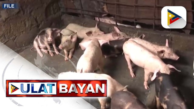 Kaso ng ASF sa bansa, patuloy na tumataas