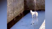 This Is the Moment a Dog Was Rescued After Falling 10-Feet Into a Reservoir and Getting Stranded On Thin Ice