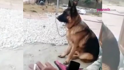 O anlar sosyal medyada büyük ilgi gördü! İneklere havlayan alman kurdu...