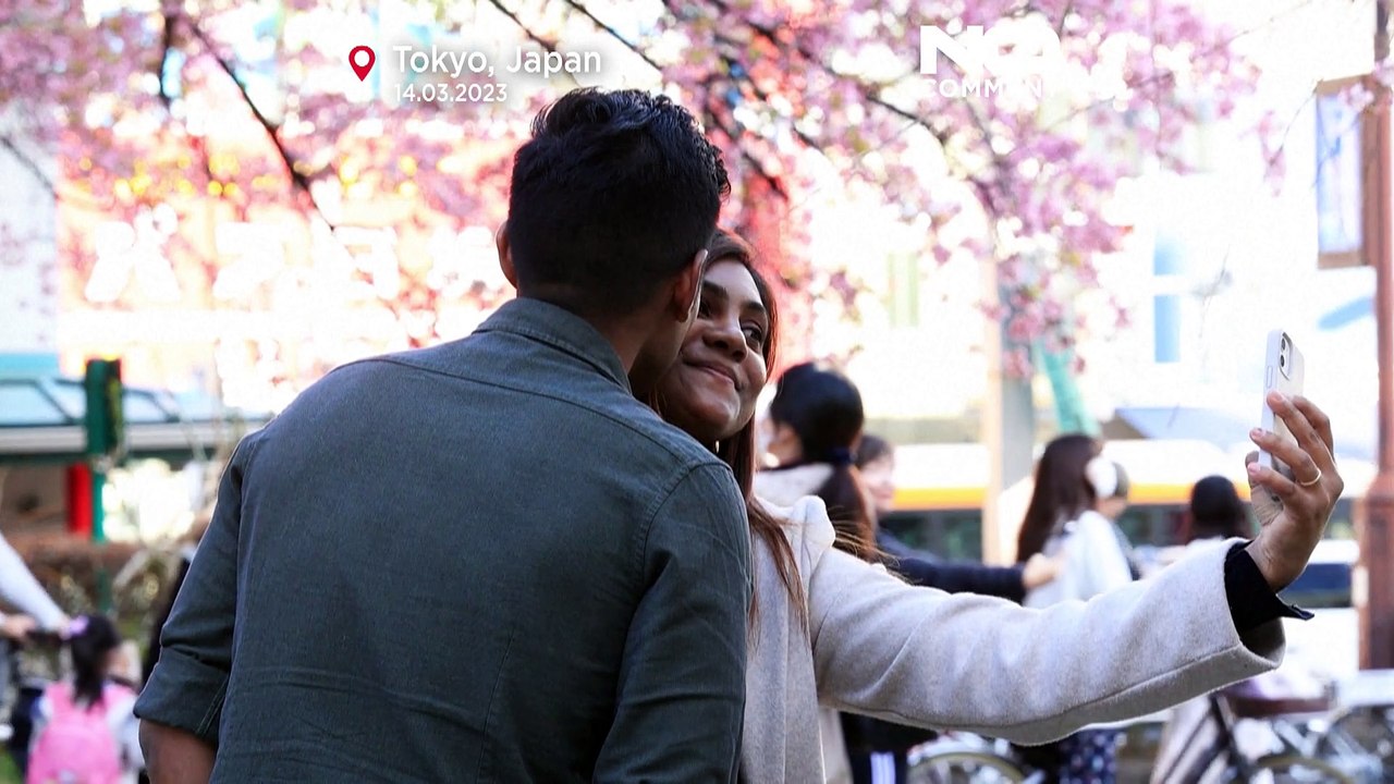 Frühe Frühlingspracht: Tokio erfreut sich an sensationeller Kirschblüte