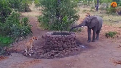 Un éléphant arrose une lionne