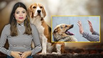 Dogs से डर लगना Cynophobia Syndrome Symptoms, क्या है Reason और Treatment | Boldsky