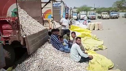 नई लहसुन का मंडी व्यापारियों ने दिल खोलकर किया स्वागत