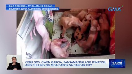 Cebu Gov. Gwen Garcia, pansamantalang ipinatigil ang culling ng mga baboy sa Carcar City | Saksi