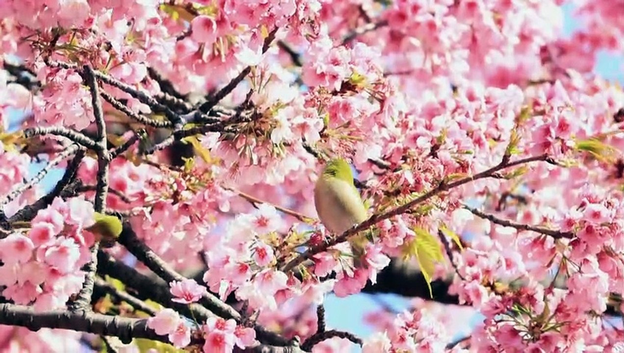 Comenzó la temporada de cerezos en Japón, más temprano de lo habitual
