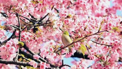 Comenzó la temporada de cerezos en Japón, más temprano de lo habitual