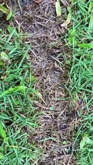 Hormigas Costa Rica