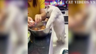 Funniest Cats and Dogs Compilation | Best Funniest Video 2023