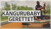 Kängurubaby in Australien vor Krokodilen gerettet