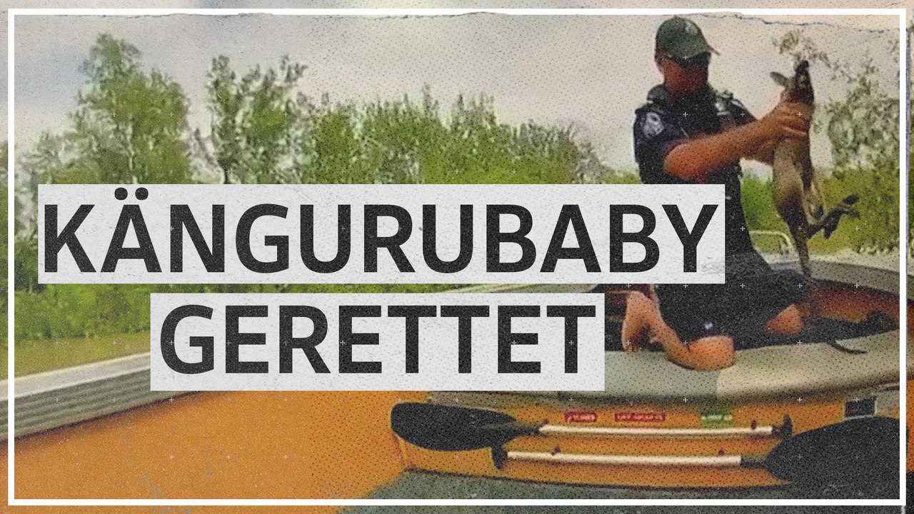 Kängurubaby in Australien vor Krokodilen gerettet