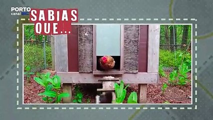 Veterinários Todo o Terreno - Curiosidades sobre galinhas e galos