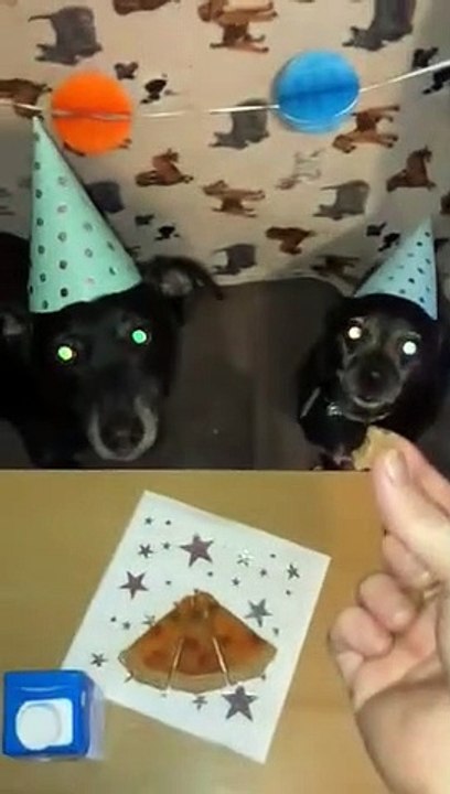 Dogs celebrate a year in their home with birthday party