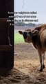 Playful cow frantically searches for her favorite ball