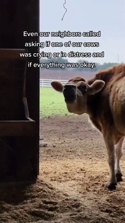 Playful cow frantically searches for her favorite ball