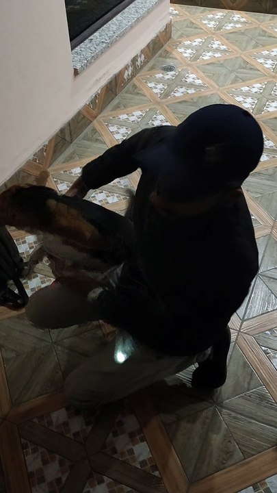 Beagle Trimming Session at home First Time l Part 1