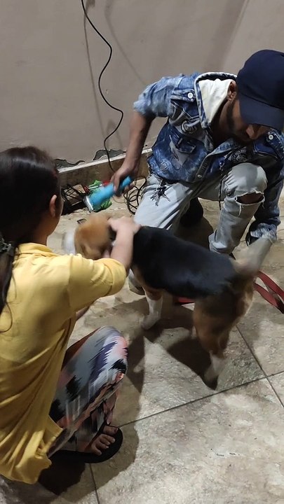 Beagle Trimming Session at home First Time l Part 4