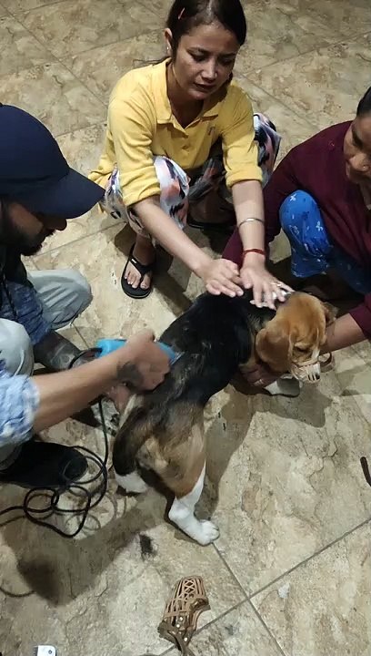 Beagle Trimming Session at home First Time l Part 7