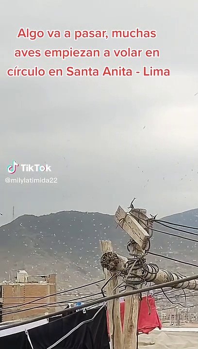 Santa Anita: reportan extraño comportamiento de las aves en el cielo y vecinos esperan lo peor