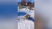 Black rhino frolics in ‘winter wonderland’ as snow hits Michigan zoo