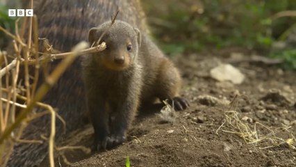 Mongooses Give Warthogs a Spa Day - Serengeti III - BBC