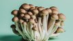 5 Health Benefits of Mushrooms