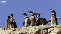 Penguins Crowd Surf Over Hundreds of Sea Lions - 4K UHD - Seven Worlds One Planet - BBC