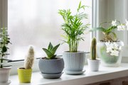 9 Must-Know Tips for Houseplant Care in the Winter