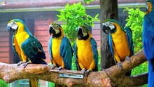 The Cutest Birds 12K ULTRA HD 12k birds wildlife