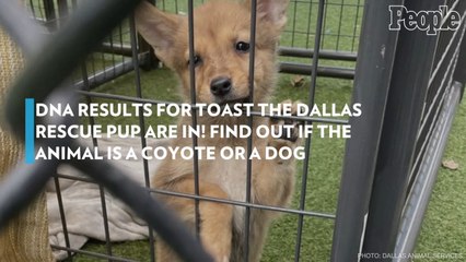 DNA Results for Toast the Dallas Rescue Pup Are In! Find Out If the Animal Is a Coyote or a Dog
