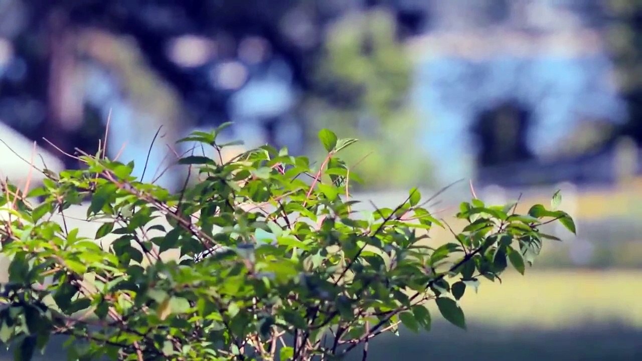 Pamela, a love story - 123Movies