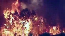 Incêndios arrasam 6 mil hectares no norte da Argentina