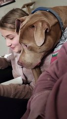 Dog Snuggles Like A Cat