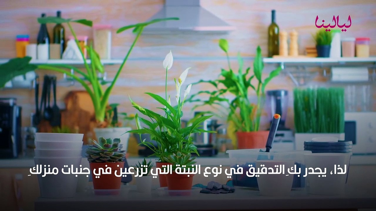 نباتات داخل البيت