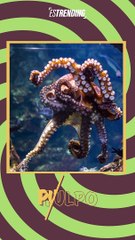 ¿Te gustan las especies que habitan en el océano? De seguro este #reto te va a encantar