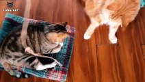 4K Quality Animal Footage - Cats and Kittens Beautiful Scenes Episode 2 _ Viral Cat