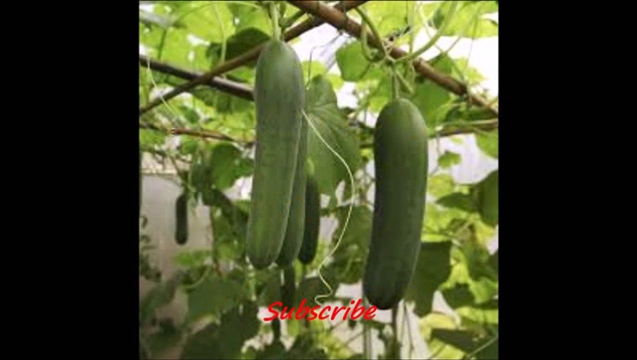 Health Tips: 11 Benefits Of Eating Cucumber.