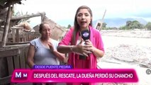 Twitter viral Per Cerdo que fue rescatado por pobladores del ro Chilln al final termina en el horno  Video  Video viral  Redes sociales  El Popular (2)