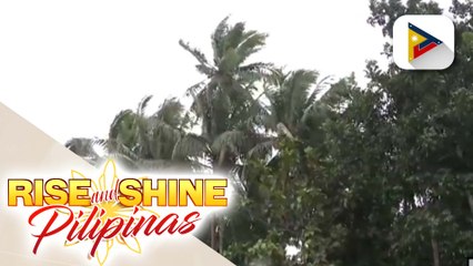 Philippine Coconut Authority, nakatutok sa pagpapalawak ng taniman ng niyog sa bansa