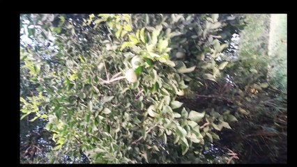 Bael Fruit benefits: बेल है गर्मियों का बेहतरीन तोहफा: