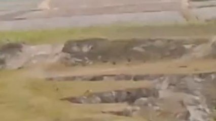 সাত সকালে গ্ৰামে দাপিয়ে বেড়ালো তিনটি বাইসন, আতঙ্কিত এলাকাবাসী